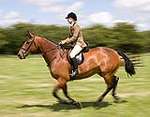Wanborough Horse and Dog show